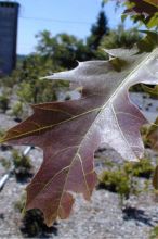 Les Chênes vert ou les Quercus, feuillage persistant ou caduc 